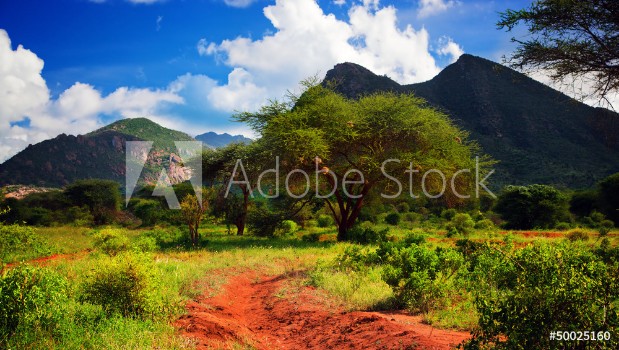 Picture of Red ground road bush with savanna Tsavo West Kenya Africa